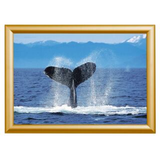Showdown® Displays  Klapprahmen gold 32,8 x 45,1 cm, 1 St.