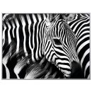 PAPERFLOW Wandbild Zebra, Aluminium, Kunstglas