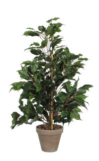 Ficus Exotica in grauem Übertopf, Höhe 65 cm, Kunstpflanze