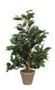 Ficus Exotica in grauem Übertopf, Höhe 65 cm,...