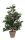 Ficus Exotica in grauem Übertopf, Höhe 65 cm, Kunstpflanze