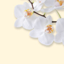 SIGEL Motivpapier White Orchid Motiv DIN A4 90 g/qm 50 Blatt